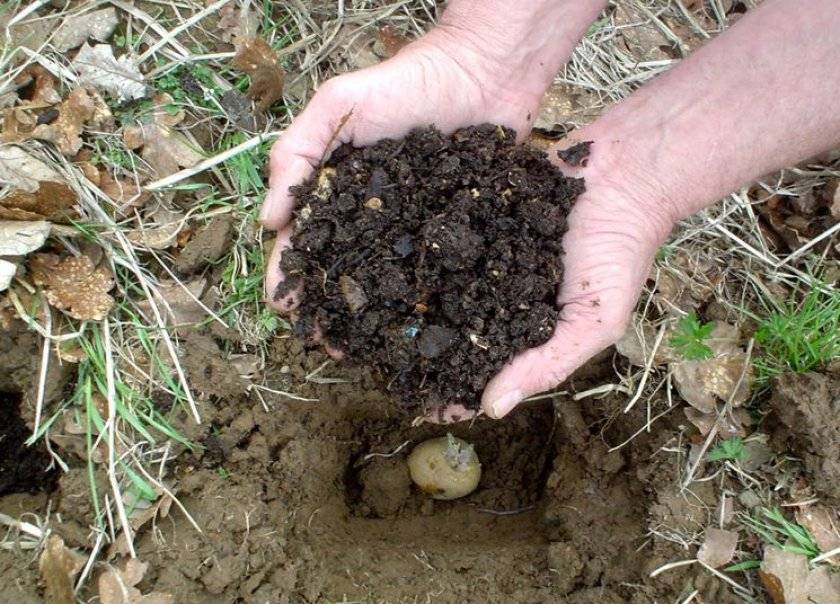 Почва для винограда - какую любит, кислотную или щелочную, какая нужна при посадке, грунт и земля