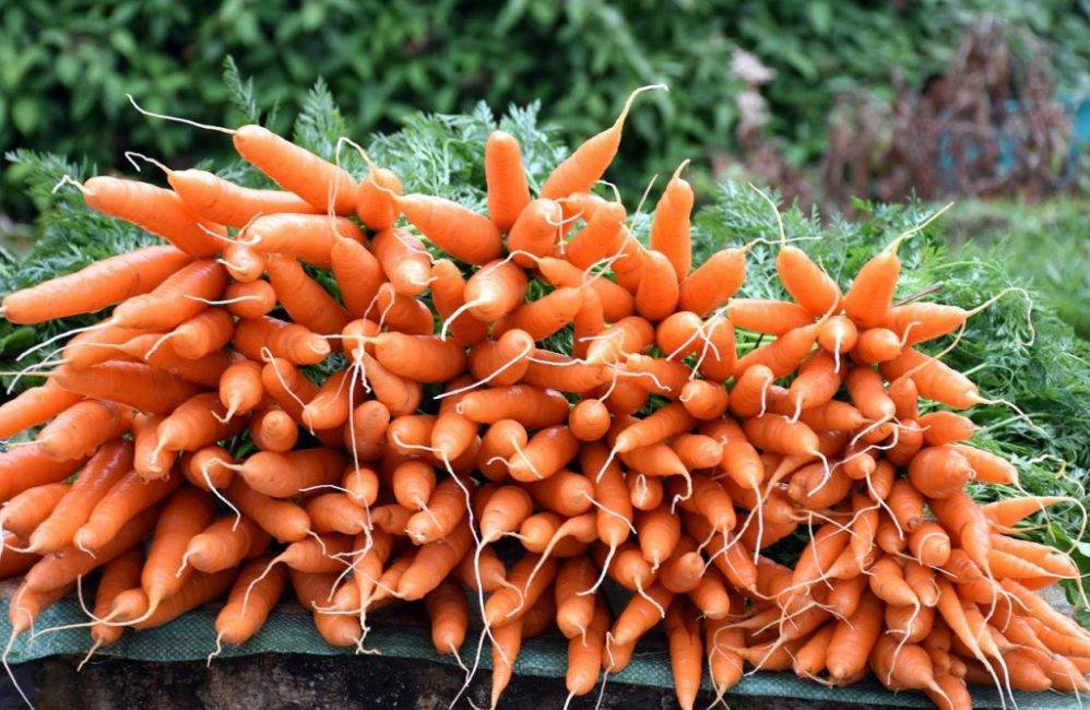 Как вырастить морковь крупной и сладкой на огороде: почему получается не большая, что делать, чтобы была длинной и сочной, а также список сортов для открытого грунта русский фермер