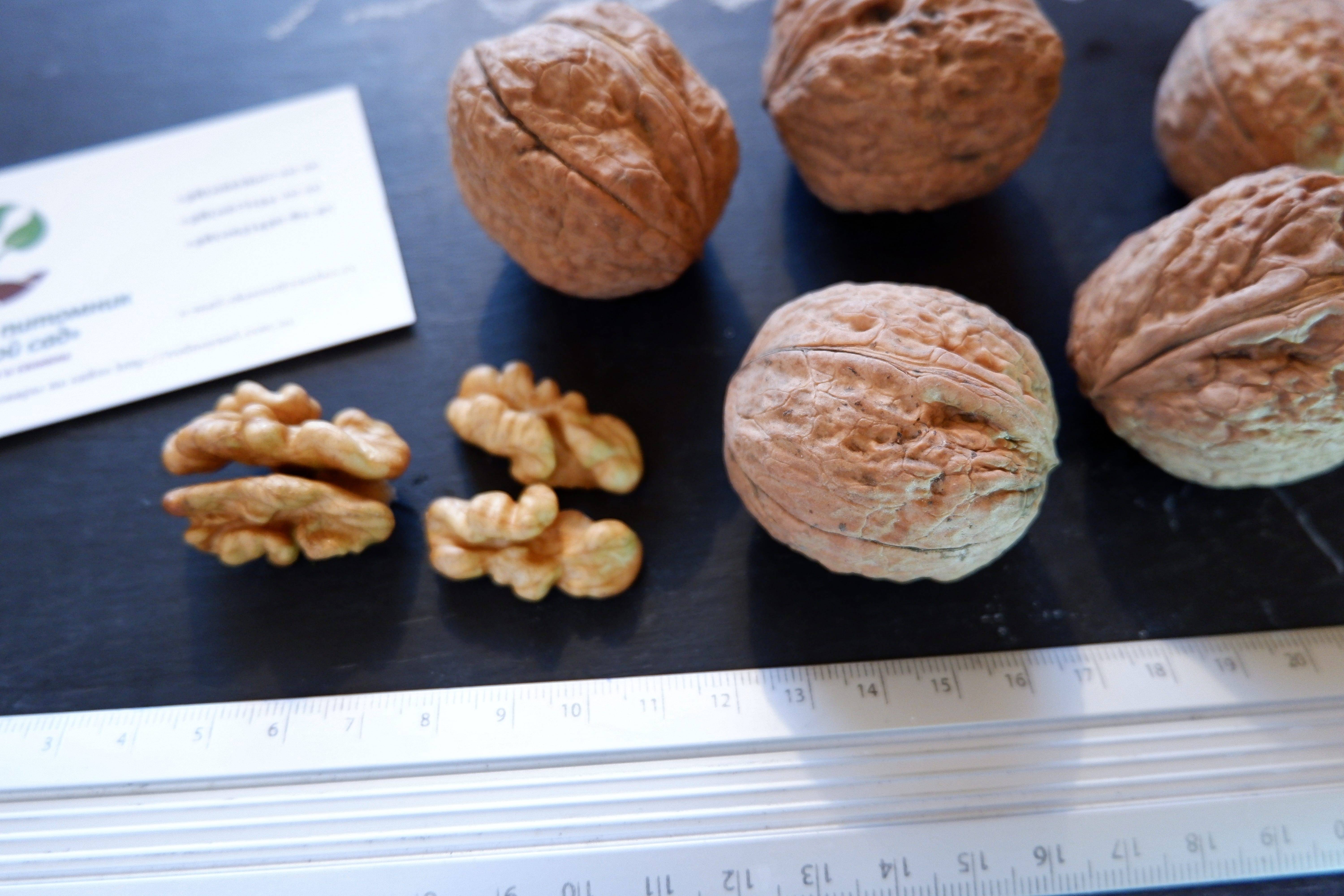Грецкий орех чандлер: описание сорта и характеристика, урожайность, выращивание и уход