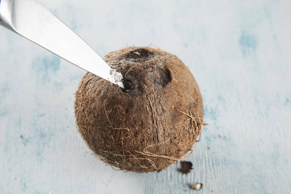 Как выбрать спелый кокос? — журнал "рутвет"