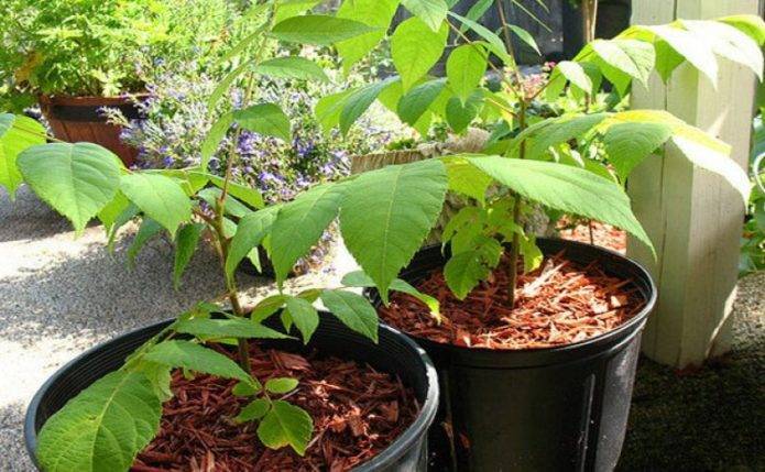 Как посадить грецкий орех правильно на дачном участке и огороде: как выбрать сорт, когда высаживать дерево, в какое время лучше — осенью или весной, и нужная глубина