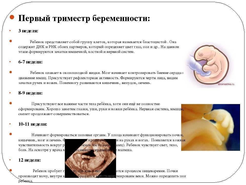 Фундук при беременности: польза и вред, 1,2,3 триместры