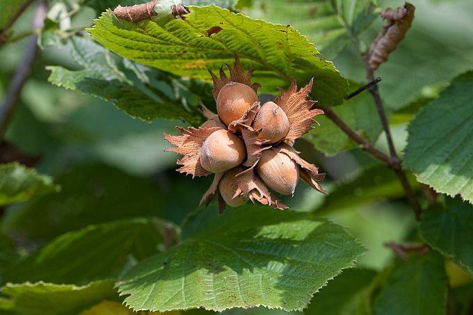 Как растет фундук (орешник): как посадить из ореха, когда цветет - орех эксперт