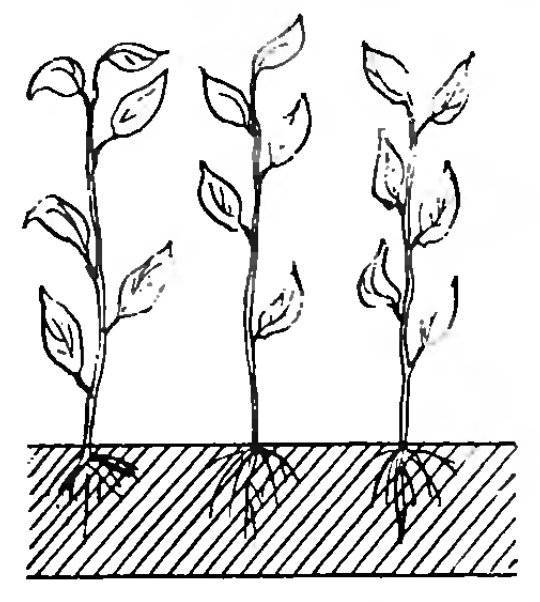 Все о миндальном дереве – как посадить, подкармливать, формировать и размножать