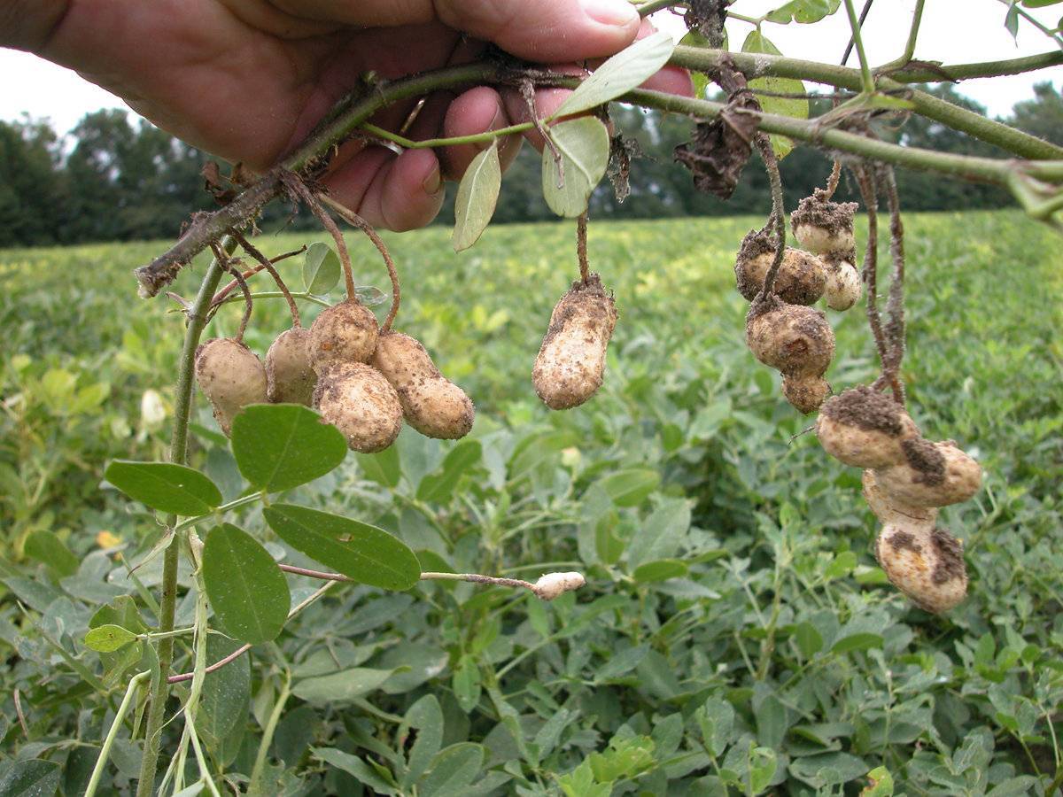 Где и как растет арахис — описание растения