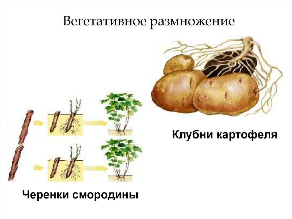 Растения размножающиеся вегетативным путем