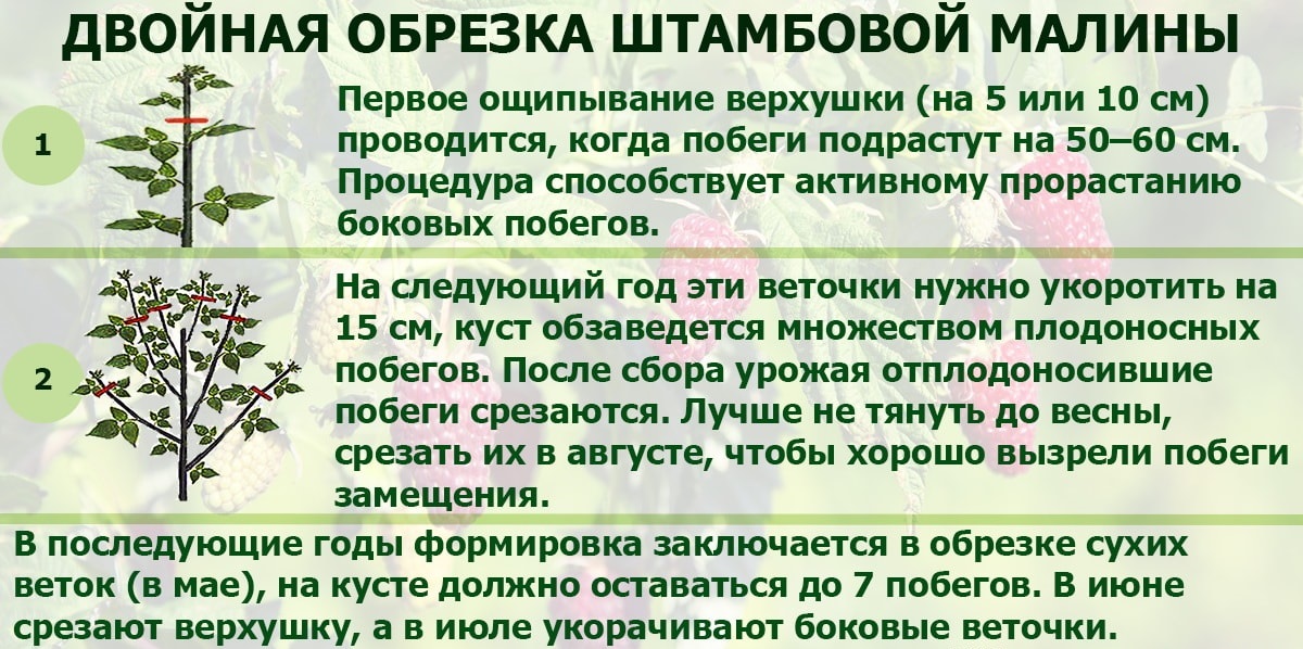 Обрезка малины осенью для начинающих в картинках пошагово