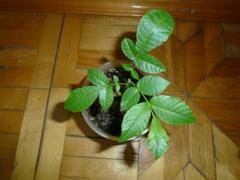 Как посадить грецкий орех: уход и выращивание в домашних условиях, размножение