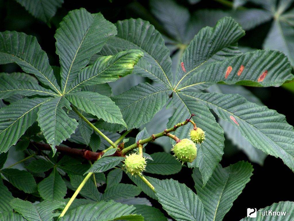 Цветущее дерево каштан: плоды и лечебные свойства. как посадить