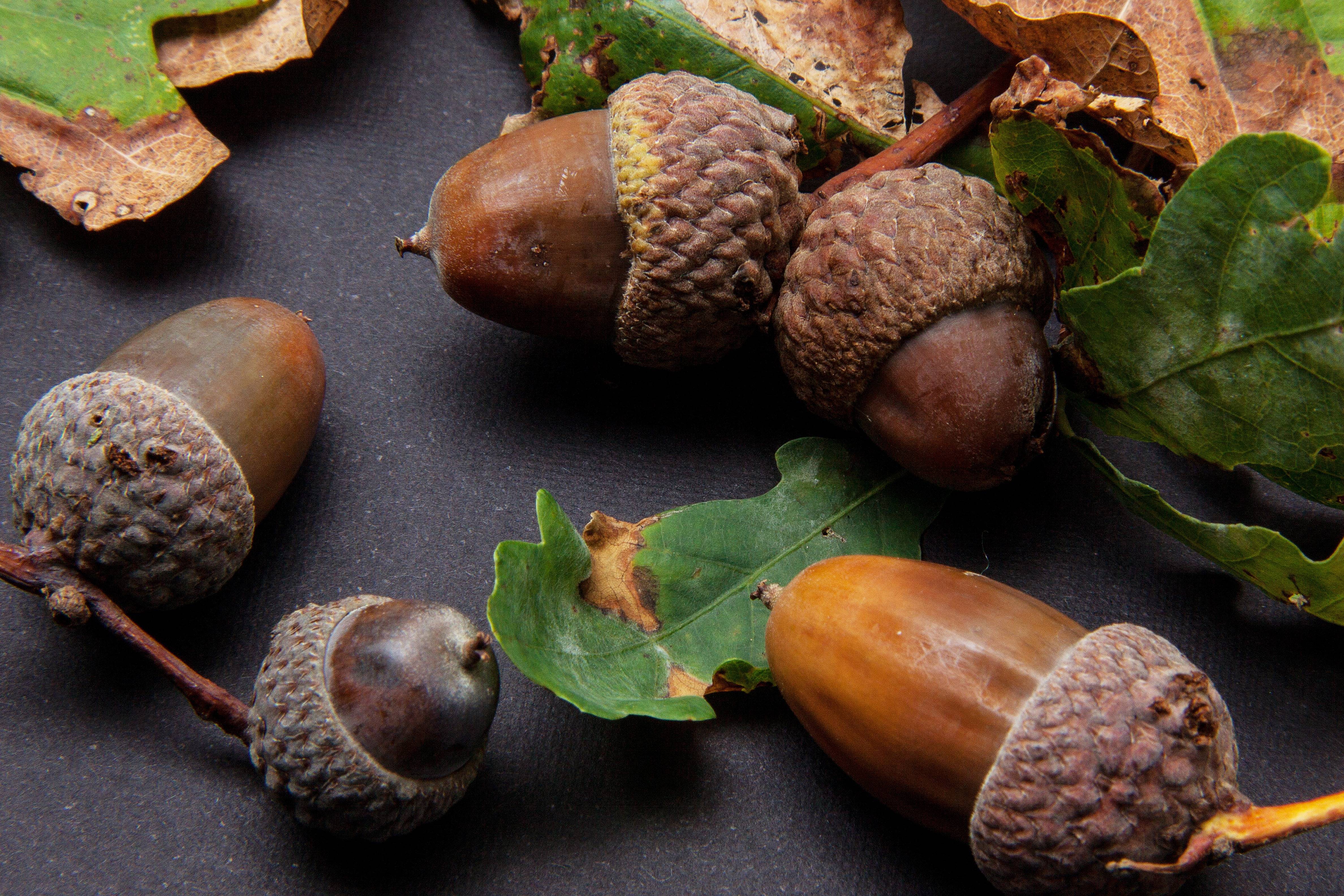 Собирают спелые орехи желуди дикие фрукты имена