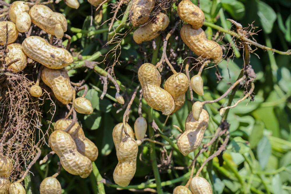 В каких странах растет арахис