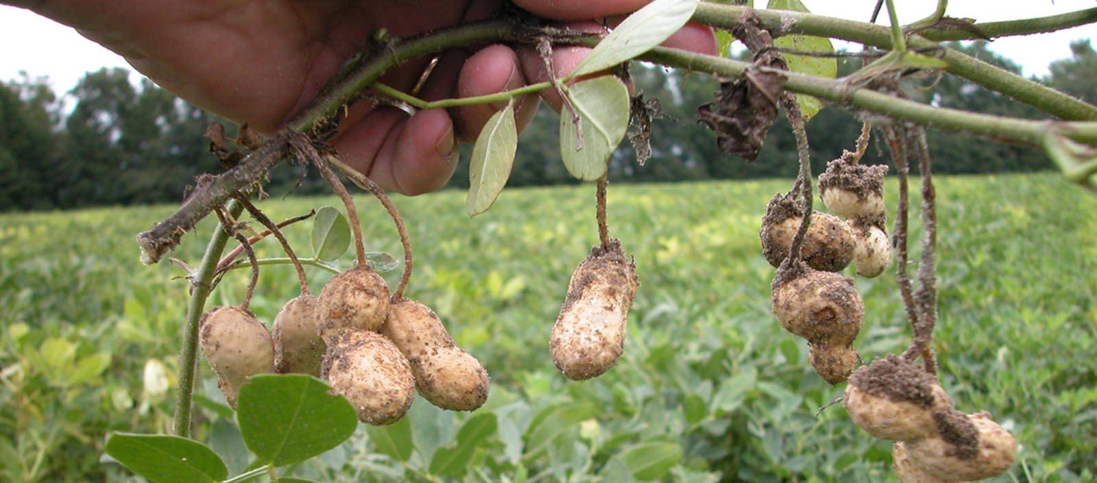 Как я выращиваю арахис с пользой для себя и других растений. совместные посадки, сорта. фото — ботаничка.ru