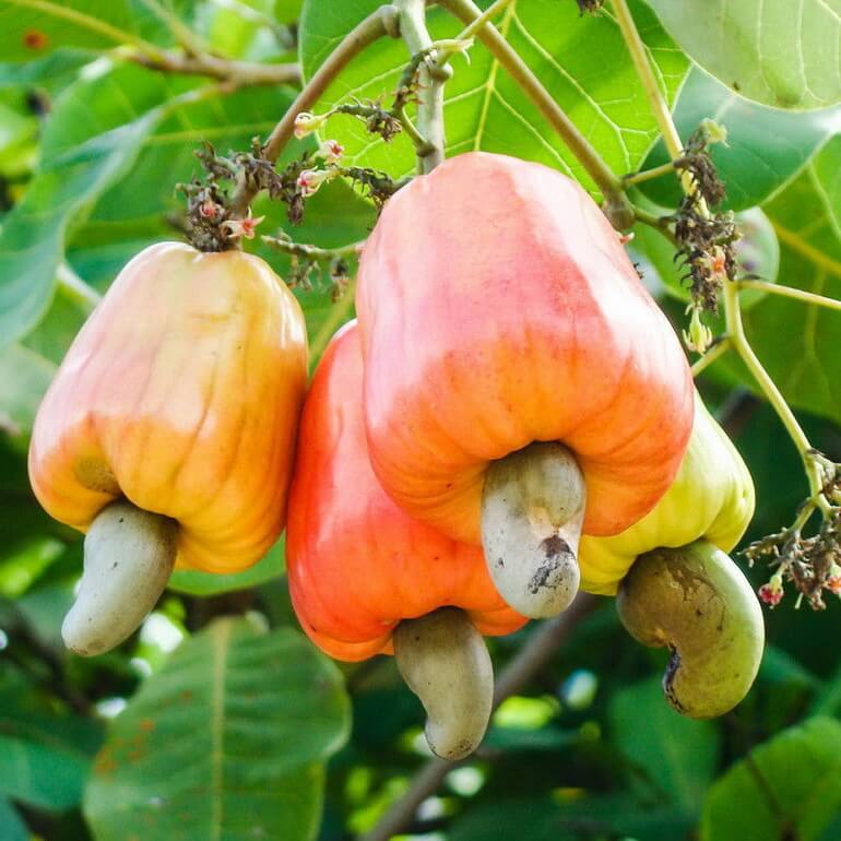 Кешью: как растёт орех и выращивание дома - цветочки - медиаплатформа миртесен