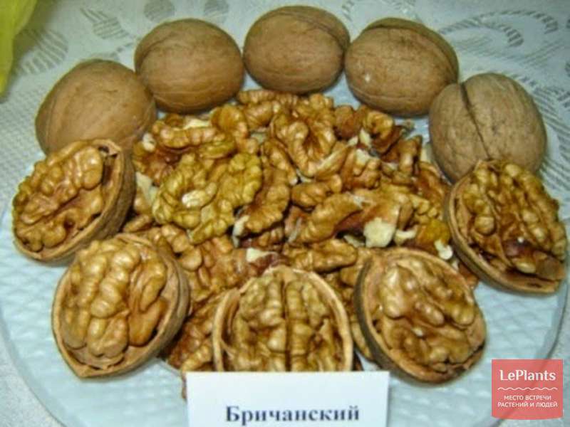 Сорта грецкого ореха: описание и разновидности