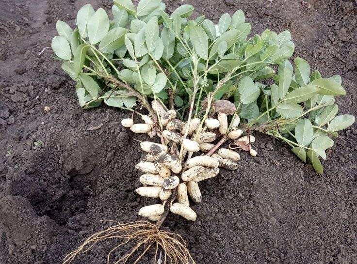 Арахис, или земляной орех . уход, выращивание, размножение. фото — ботаничка.ru