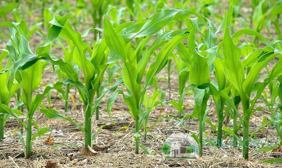 Как и когда сажать кукурузу на даче: семена, рассада, технология