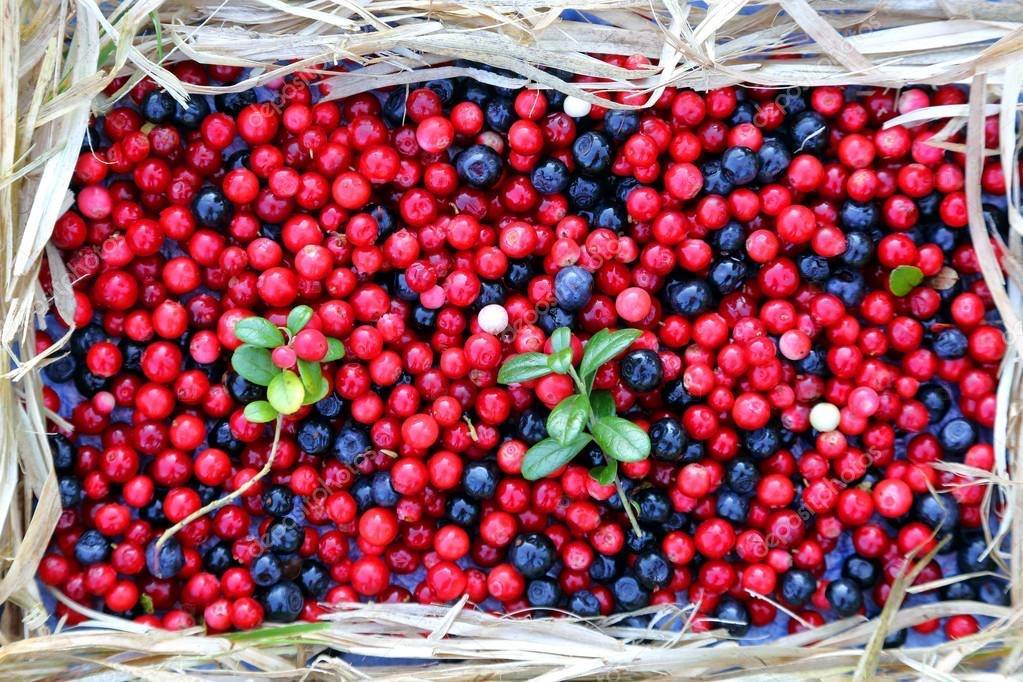Сбор ягод: ягодный календарь и полезные свойства ягод