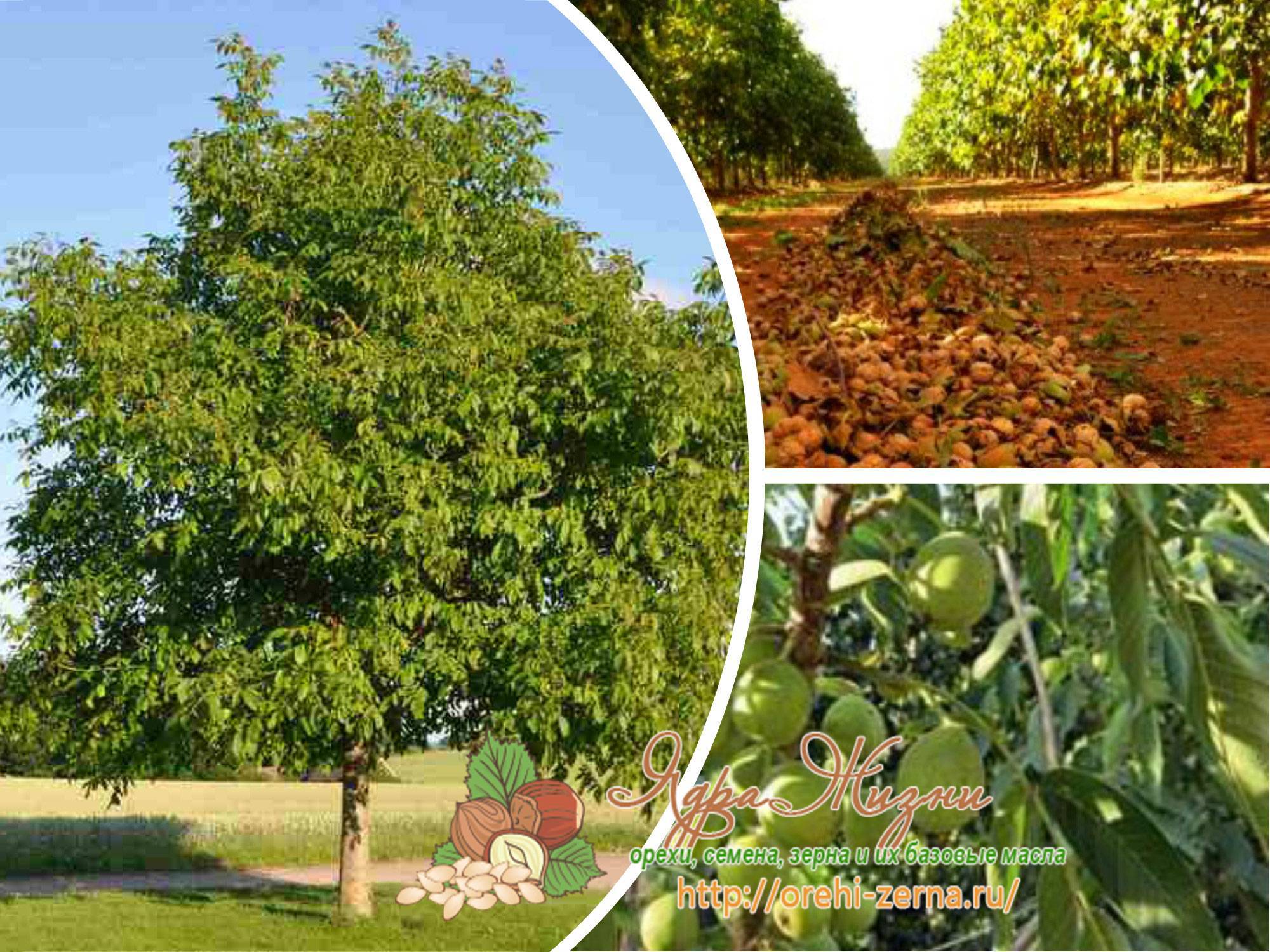 Как вырастить грецкий орех: особенности посадки и ухода, выращивание крупного и как правильно сажать весной, каков должен быть грунт и расстояние между деревьями?