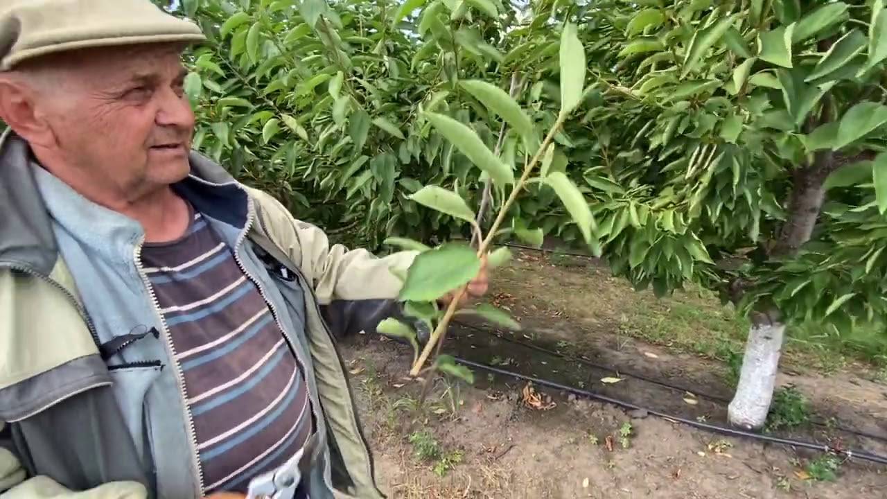 Что делать с опавшими листьями грецкого ореха: группа практикум садовода и огородника