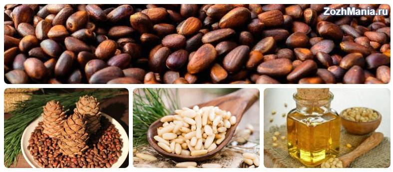 Кедровые орехи польза и вред для организма, полезные свойства и противопоказания