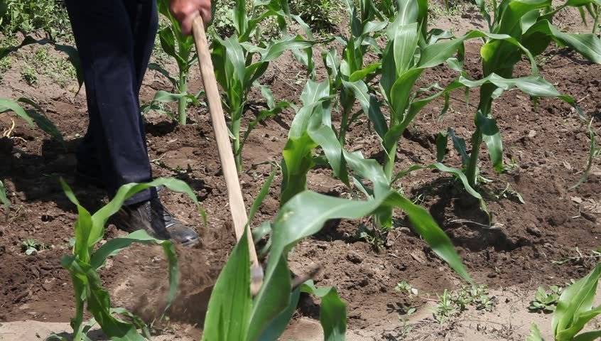 Кукуруза в севообороте: лучшие предшественники, что можно сажать после