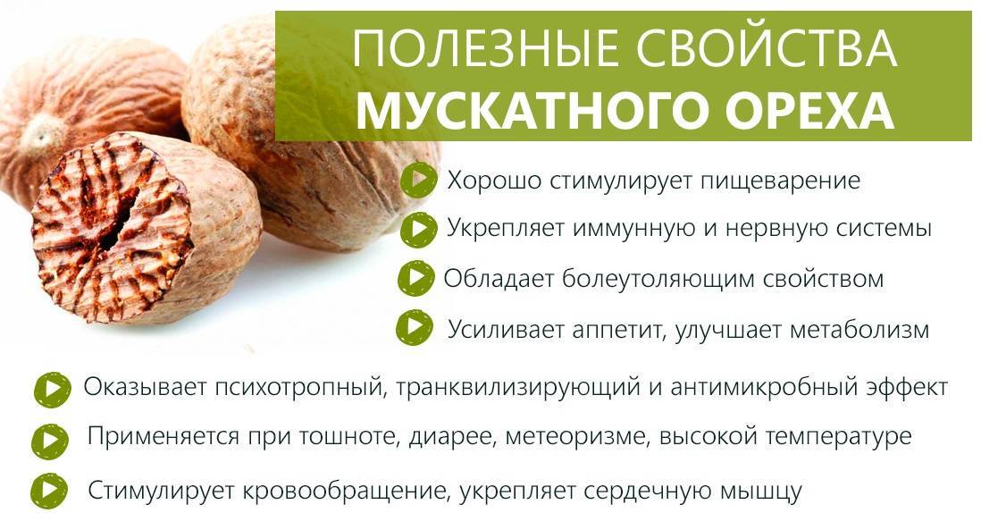 Мускатный орех: полезные свойства, противопоказания и вред для организма