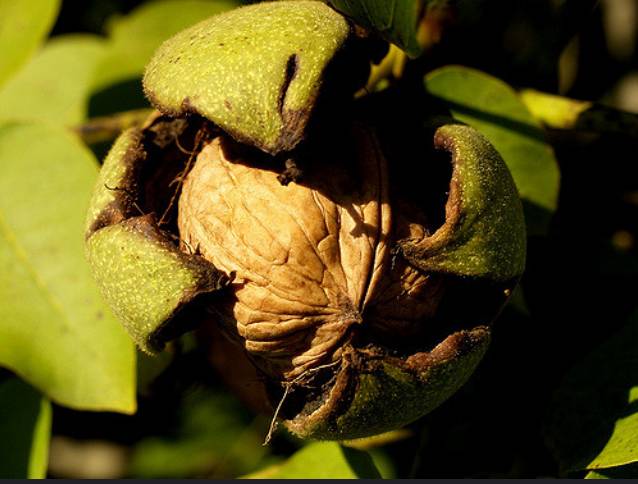 Как плодоносит грецкий орех: через сколько лет, как обрезать, когда собирать урожай