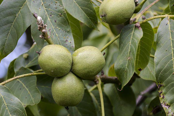 Грецкий орех – дерево жизни: как вырастить идеальное растение
