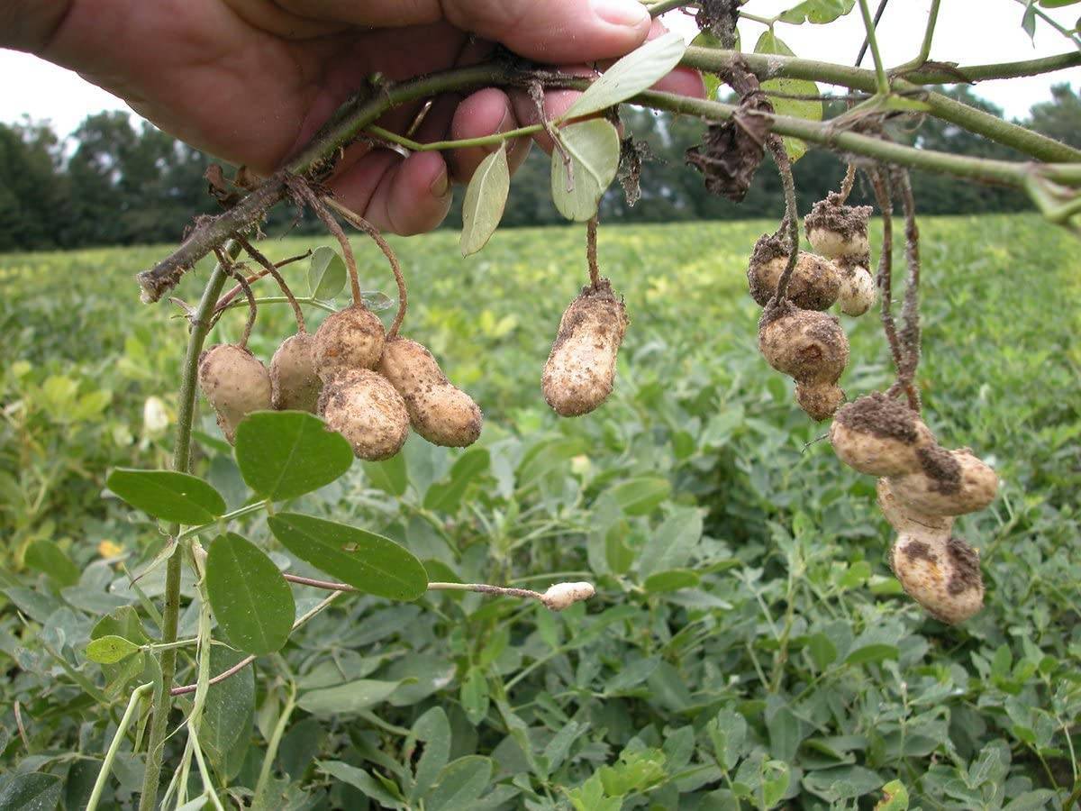 Выращивание арахиса на Урале