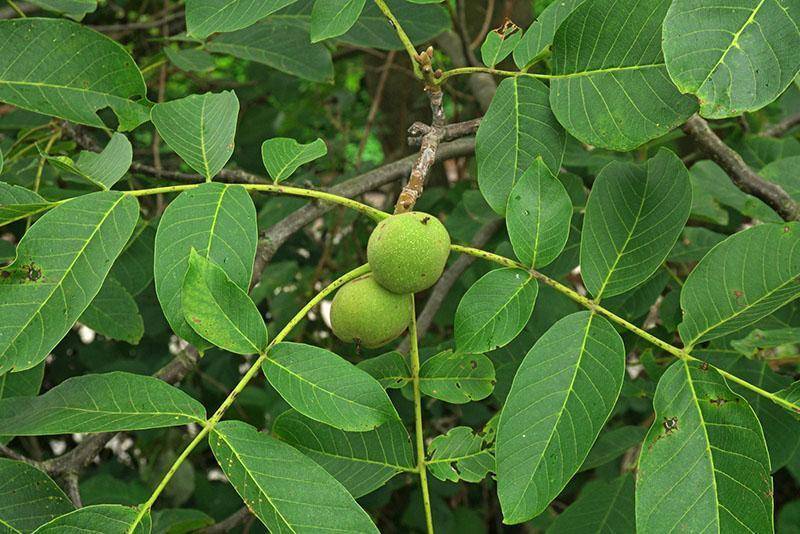 Листья грецкого ореха лечебные свойства и применение