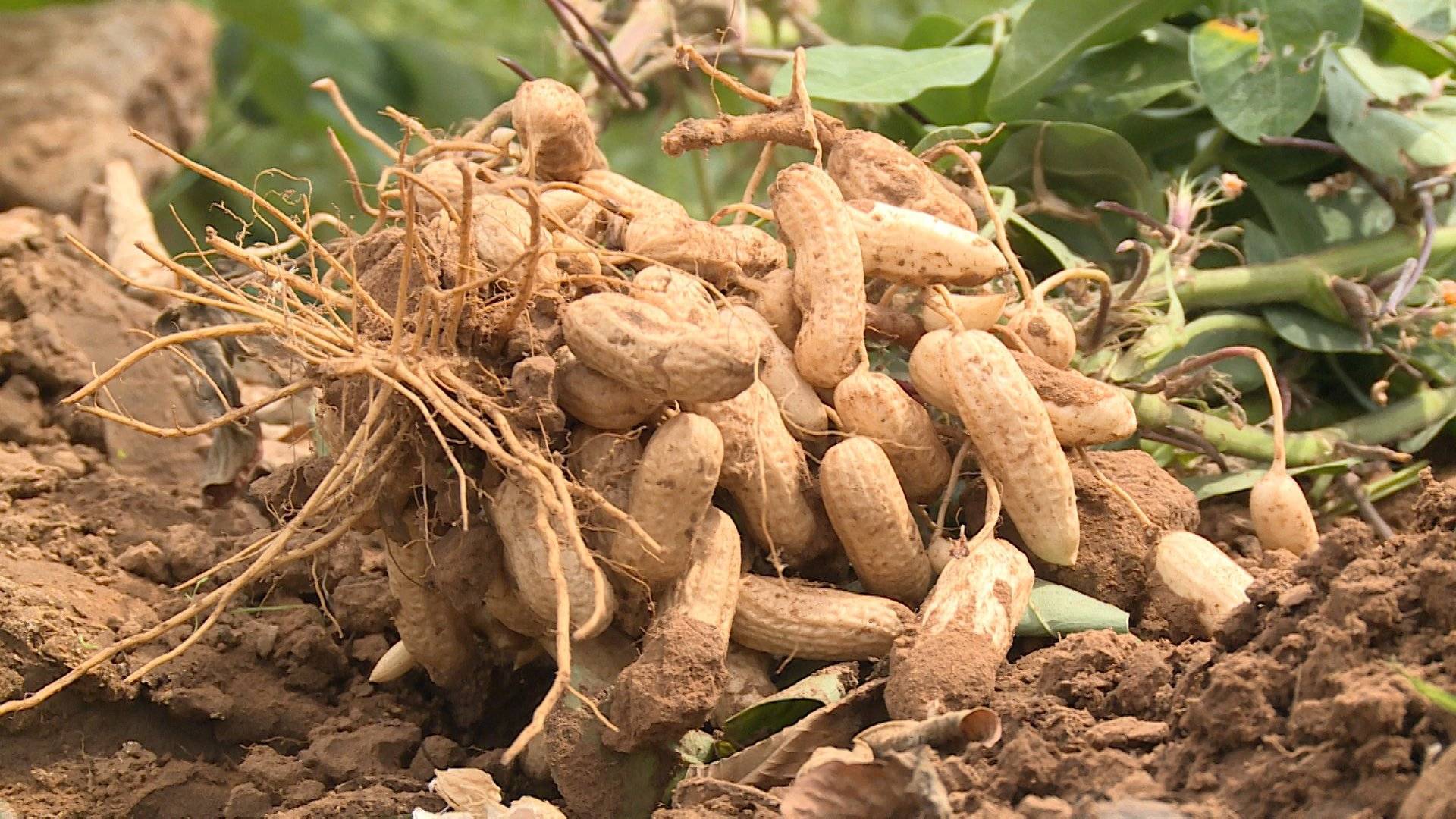 Выращивание арахиса на огороде: актуальная информация