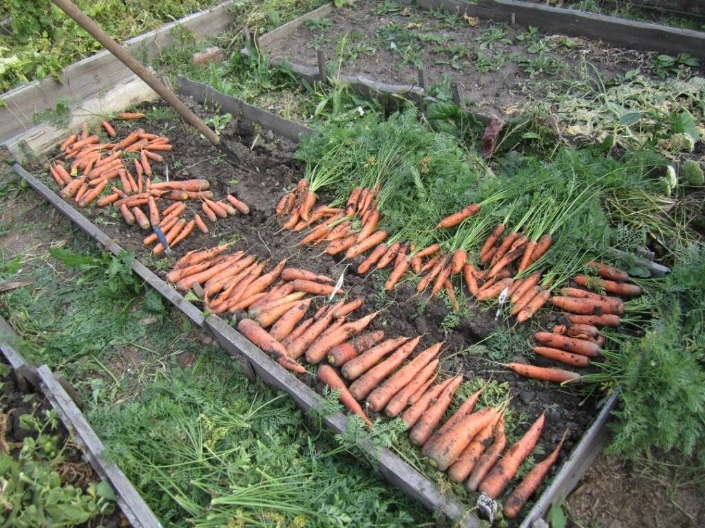 Как получить большой урожай моркови на грядках