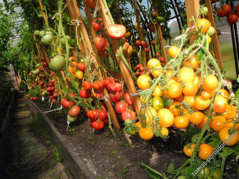 Выращивание помидоров в нижнем новгороде -сорта  посадка и уход | сайт о саде, даче и комнатных растениях.
