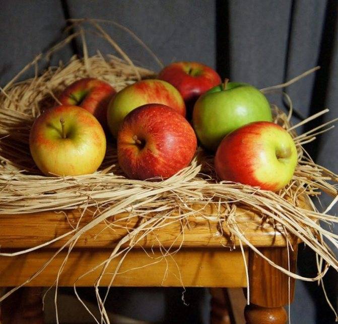 Хранение яблок и груш в домашних условиях