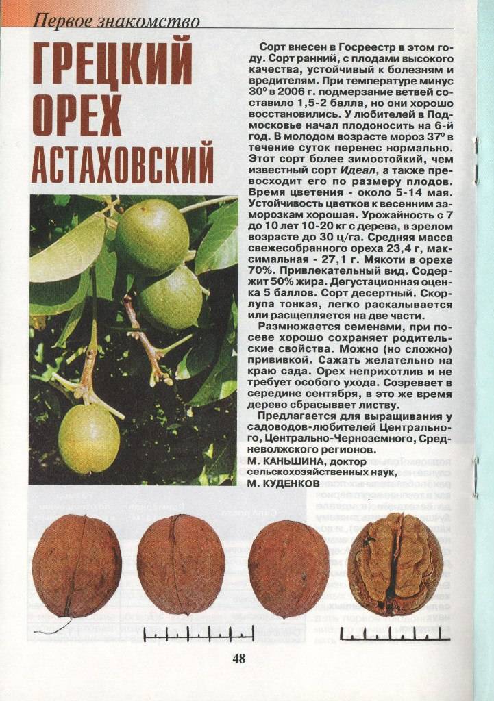 Карликовые сорта грецкого ореха