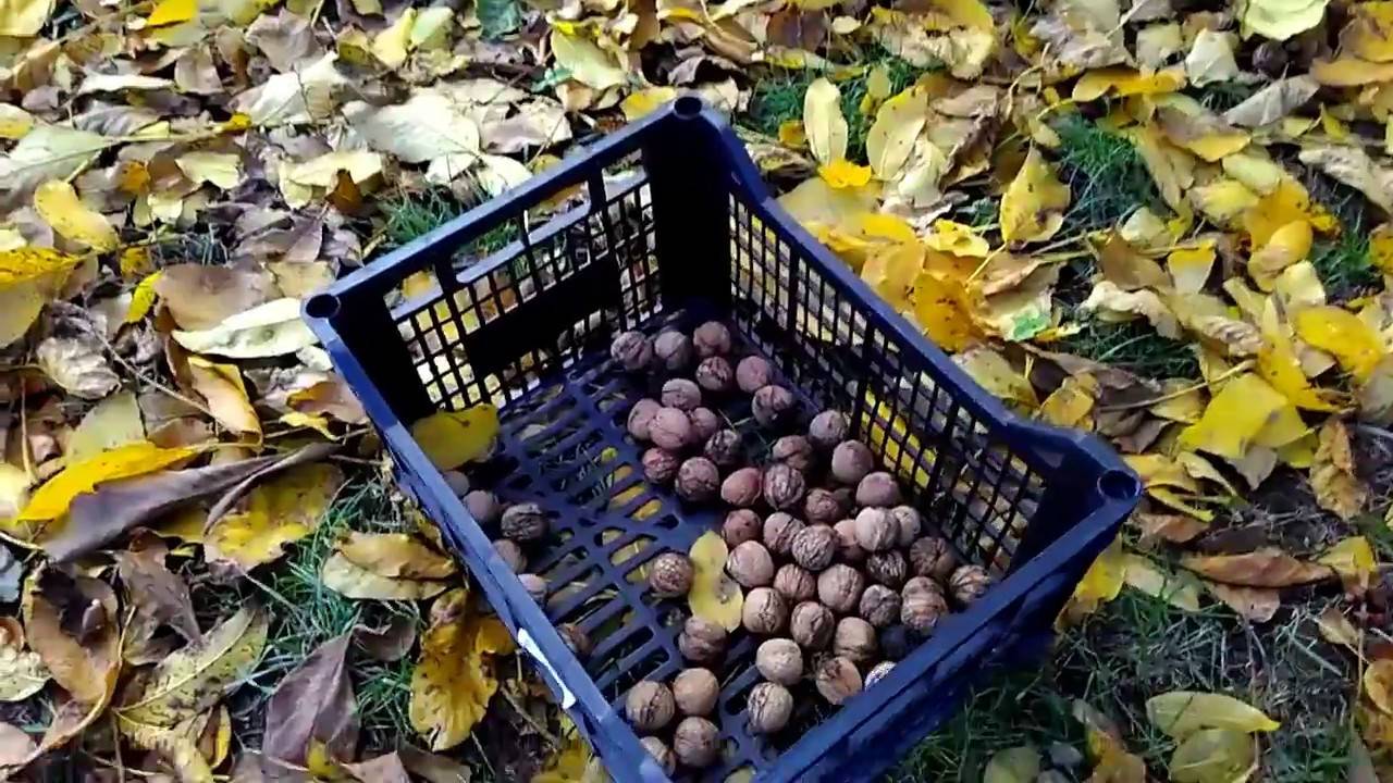 Ореховый сад: бизнес на орехах, урожайность с 1 га, бизнес план