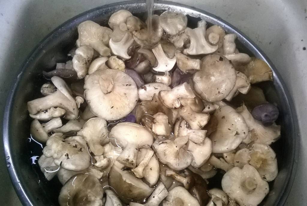 Малоизвестные грибы рядовки и рецепты их приготовления