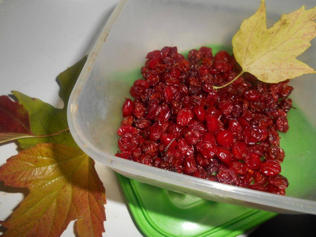 Самые вкусные заготовки из калины на зиму — рецепты приготовления