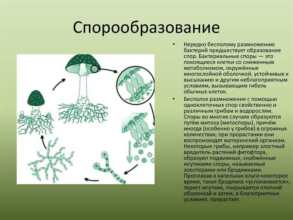 Роль грибов в жизни бактерий. Образование спор - бесполое размножение грибов.. Спорообразование у бактерий и грибов. Спорообразование и вегетативное размножение. Спорообразование разновидность размножения.