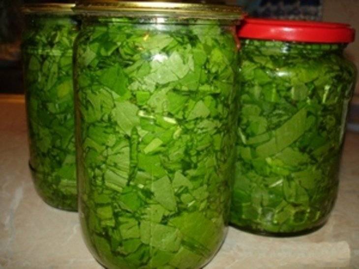 Зелень на зиму с солью и лучшие рецепты, как сушить, заморозить и консервировать свежую зелень