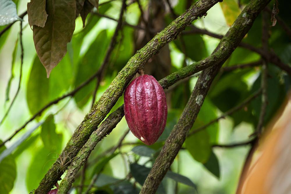 Где растут какао бобы