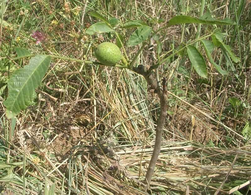 Посадка грецкого ореха осенью из ядер (плодов) ореха
