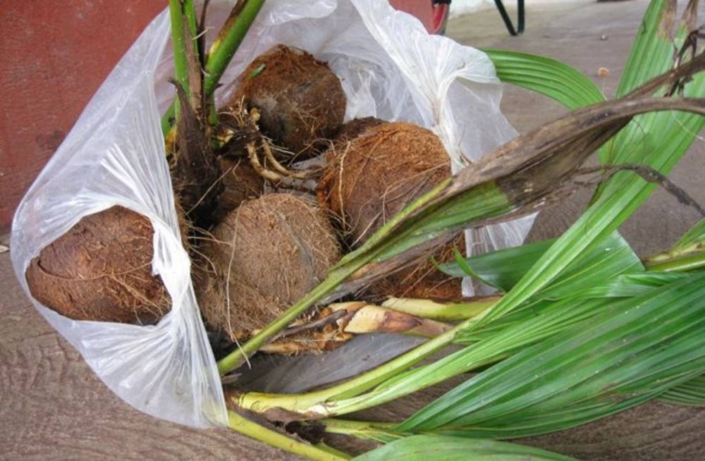 Где и как растут кокосы