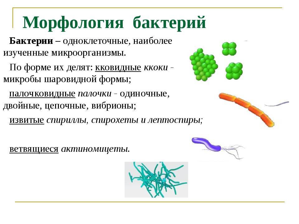 Лекция №7 физиология микроорганизмов