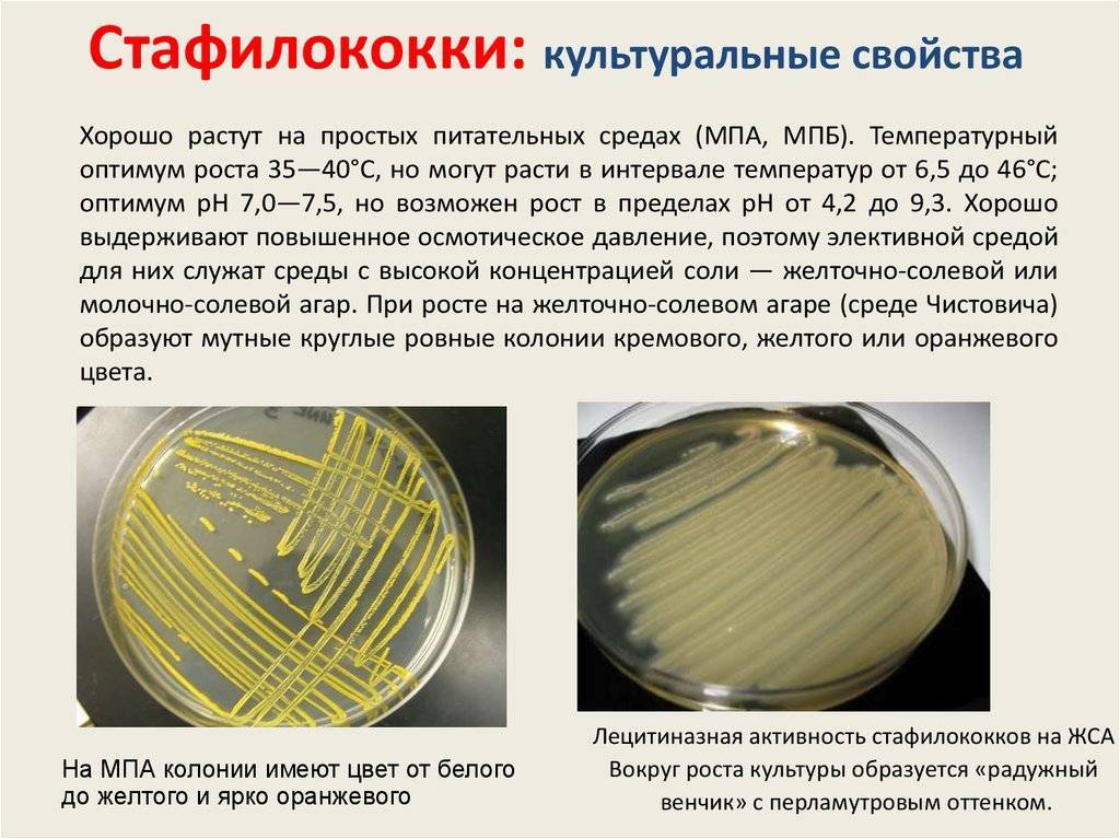 Характер роста бактерий. Золотистый стафилококк культуральные свойства. Staphylococcus aureus культуральные свойства. Стафилококк на ЖСА. Стафилококки на среде ЖСА.