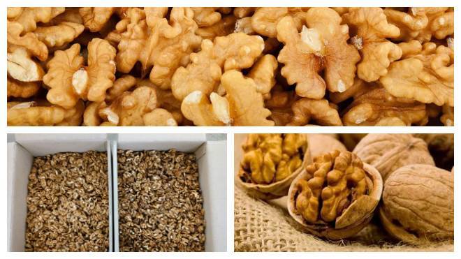 Как хранить грецкие орехи в домашних условиях (очищенные и в скорлупе)