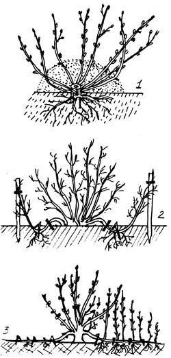Фундук: как вырастить на своем участке садовую форму лещины