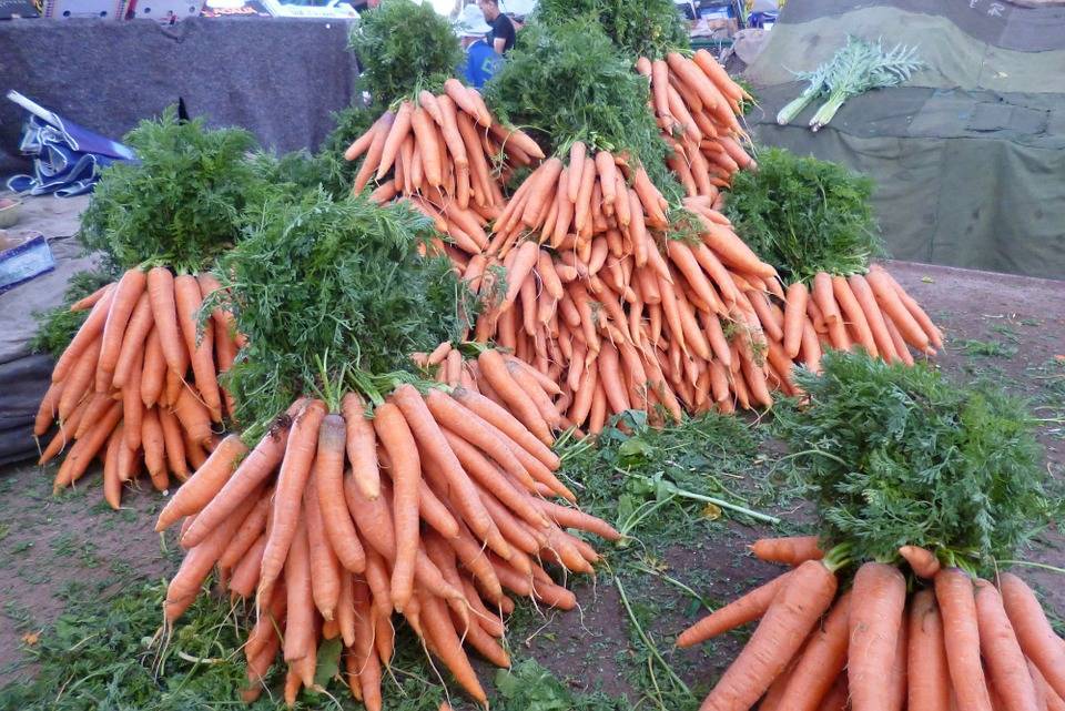 Как вырастить морковь и сохранить хороший урожай – советы новичкам