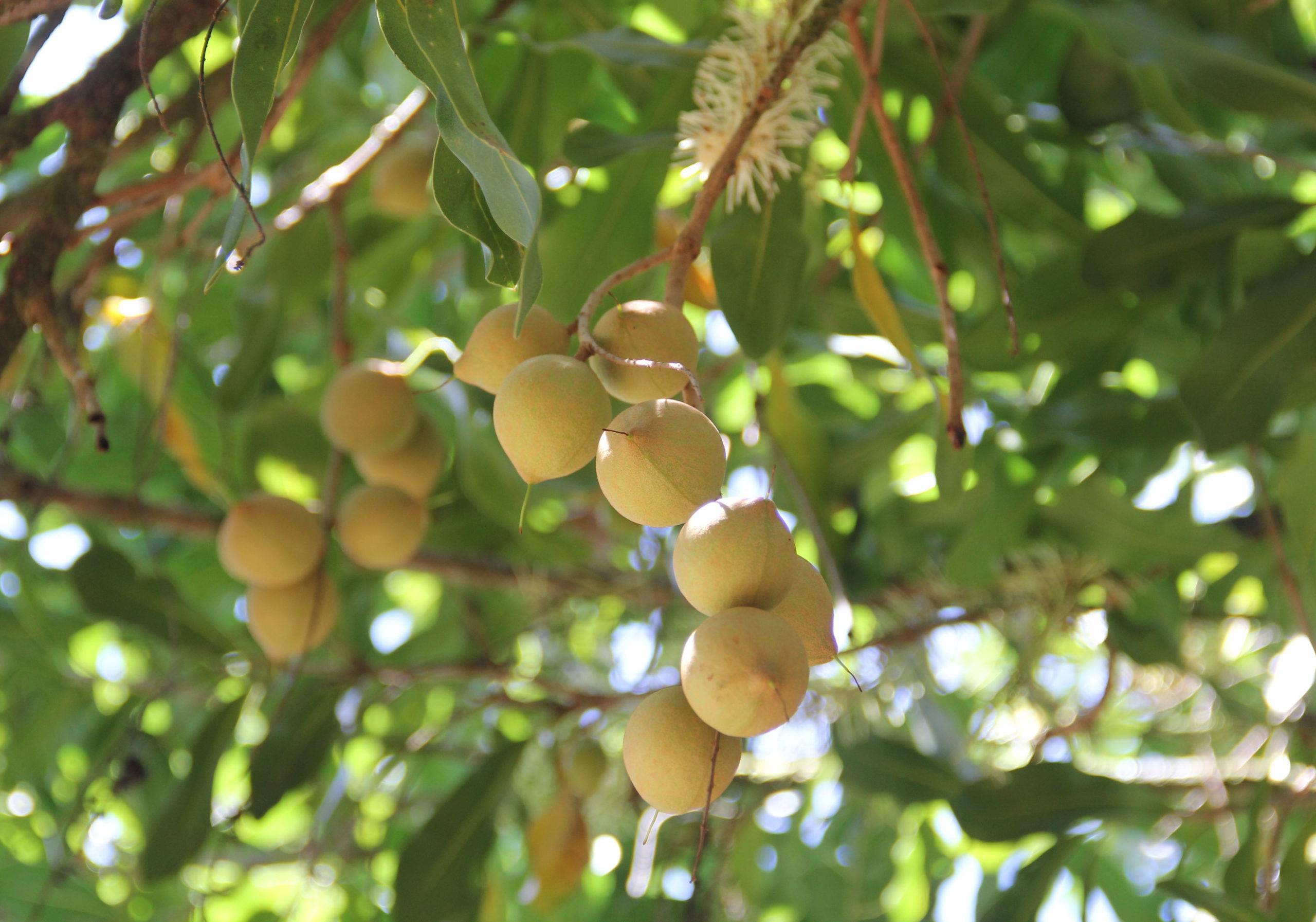 Орех макадамия: где растет, что содержит, чем полезен, кому нельзя есть