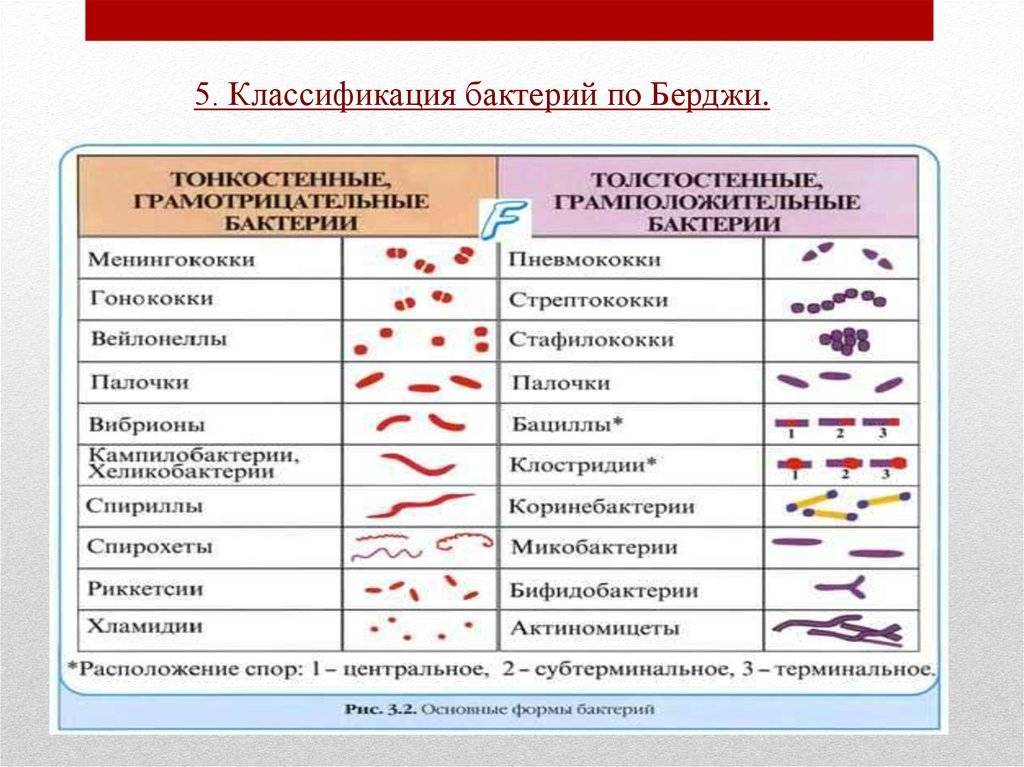 2. систематика и номенклатура микроорганизмов